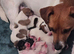 Jack pack puppies