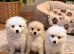Pomeranian puppies