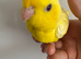 Last little girl baby tame Linnie