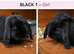 Gorgeous Pure Bred Mini Lop Rabbits