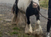 For sale Bruno 2yo colth