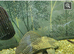 Oscar and 2 plecos