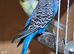 Male budgies