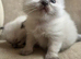 Sweet and cuddly Ragdoll kittens