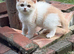 British shorthair kittens