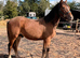 Big yearling to make approx 15,2