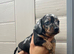 For sale 7weeks old boy