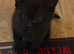 2 Black Boys kittens