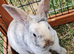 Mini plush lop x mini rex. 2 baby girls ready now