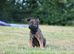 belgian malinois