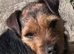 MISSING TERRIER IN WALES