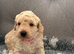 F1BB 3rd generation. miniature labradoodles