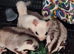 Breeding trio