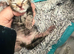3 tabby kittens one girl 2 boys