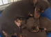 Miniature dachshunds
