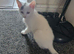 Kitena