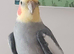 Male cockatiel for my heated avairy