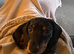 Black and brown dachshund