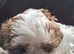 Shihtzu cross Teddy Bear Biewer for sale.