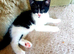 female kitten