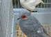 Diamond doves in hull