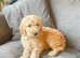 11 beautiful f1b Irish doodles (4 left)