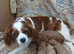 Cavapoo puppies