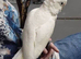 Full white cockatoo Glasgow