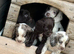 Cocker spaniels