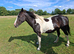 14hh companion mare