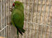 Babe Ring neck And one adult( the adult one was sold )