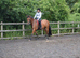 Very Attractive 14.3hh 10 year old bay gelding