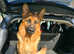 Male gsd for stud