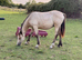 Stunning Dunn gelding