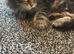 Maincoon x scottish and calico x scottish