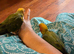 Sun Conure Baby for Sale (1 SOLD, 1 Available)