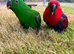 15 weeks old hand reared eclectus