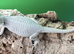 Zero Baby Bearded Dragons