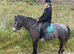Registered Connemara gelding