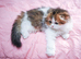 Scottish fold boys
