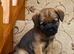 KC registered high quality Border Terriers