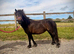 Pretty Miniature Shetland mare 4yo 33&rdquo;