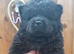 (last boy remaning) Adorable KC Registered Chow Chow Puppies For Sale