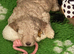 Beautiful f1 cockapoo puppies Ready for new homes on 23rd Oct