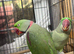 Breeding pair of Alexandrine parrot