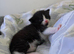 2 male kittens