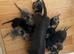 16 lovely puppies