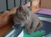 GCCF Registered Kittens