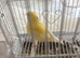 a 1 year old singing canary