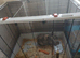 Female lop rabbit + cage + food